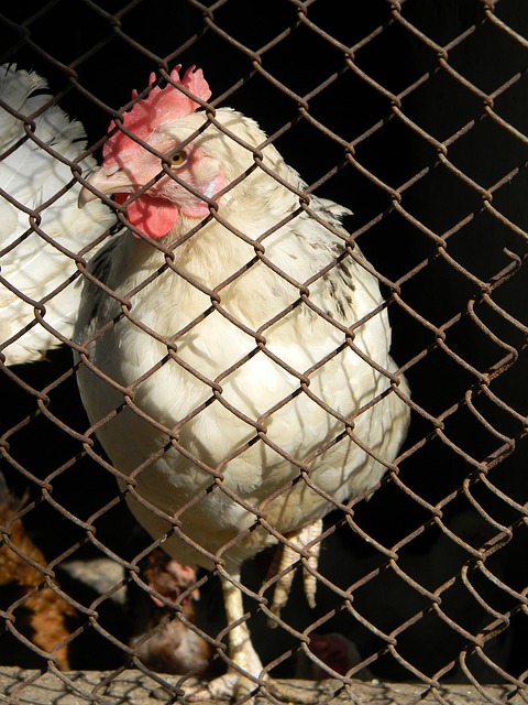 加兰组合成 加兰组合成