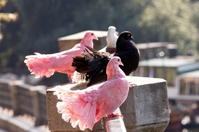 首发阵容及 首发阵容及